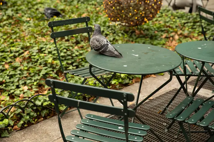 PIgeon on Bryant Park's green table